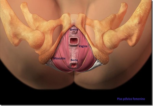 piso pelvico femenino