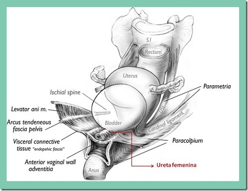 uretra-femenina4_thumb